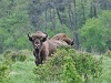bialowieza 2018
